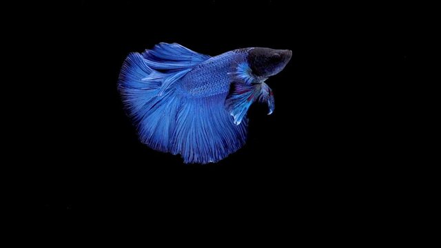 Super slow motion of vibrant Siamese fighting fish (Betta splendens), well known name is Plakat Thai