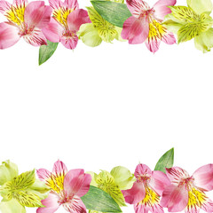 Beautiful floral background of pink and yellow Alstroemeria. Isolated