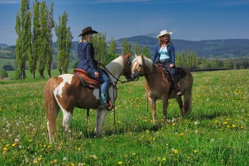 mit dem pferd auf einer blumenwiese im erzgebirge