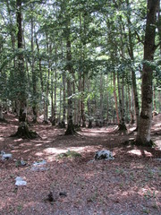 SOTTO BOSCO