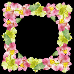 Beautiful floral background of pink and yellow Alstroemeria. Isolated