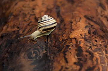 Cepaea crawling on the old wood