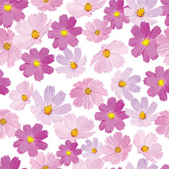 Vector seamless texture. Natural ornament with cosmea flowers. Floral decorative pattern