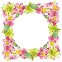 Beautiful floral background of pink and yellow Alstroemeria. Isolated
