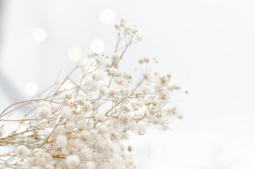 baby's breath with bokeh