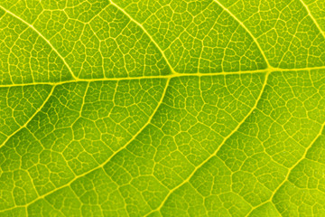 Texture of a green leaf as background