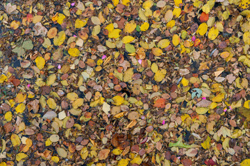 texture of colorful small leaves on water