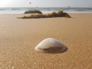 Seashell beach