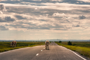 Obraz premium Cow walking on the asphalt road to the horizon backlit by sunset sun in steppe at Khakassia, Russia. 