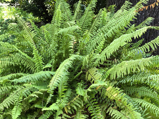 Green fern infront of the tree close-up. Copy space