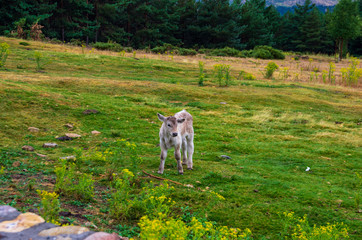 Obraz premium A calf running through the meadow near the forest