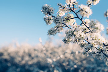 Bloom spring tree flowers