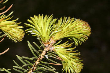 young needles on fir twigs close-up