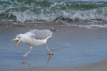 Rufende Silbermöwe (Larus argentatus) vor Brandung