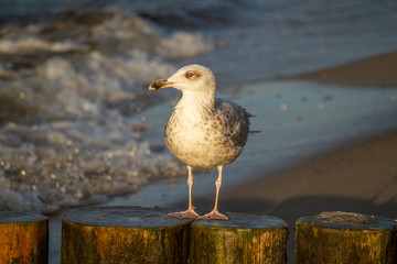 Silbermöwe (Larus argentatus) im Abendlicht