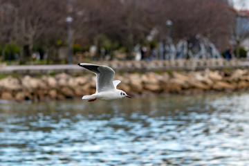 seagull in flight