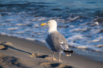 Silbermöwe (Larus argentatus) am Sandstrand