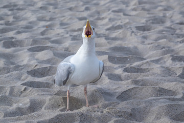 Schreiende Silbermöwe (Larus argentatus)