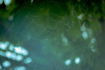 web without spider