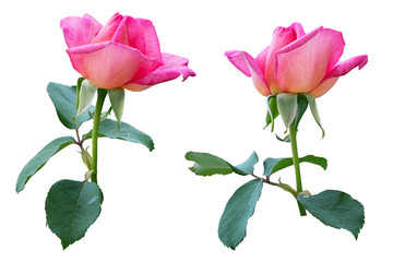 Blurred for Background.Beautiful Pink rose isolated on the white background. Photo with clipping path.