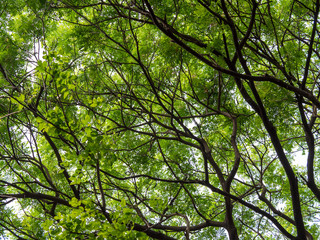 Looking up canopy of giant tree (Samanea saman) with branch in university campus, Thailand.