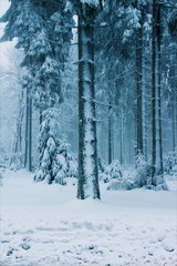 Fototapeta na wymiar Winter Forest