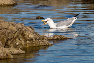 seagull on water