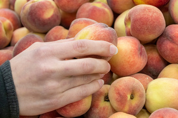Peach in a hand. Ripe peaches ready to pick on tree branches.