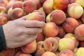 Peach in a hand. Ripe peaches ready to pick on tree branches.