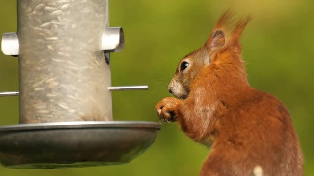 Eichh&ouml;rnchen an der Futters&auml;ule