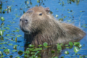 Wasserschwein im Esteros de Ibera Nationalpark, Argentinien