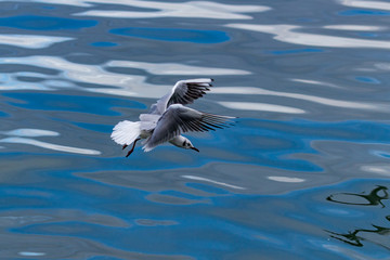 seagull in flight