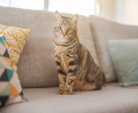 Beautiful short hair cat lying on the sofa at home