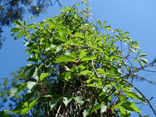 Green wild grapes twines round the tree