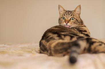 Beautiful short hair cat lying on the bed at home