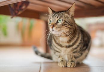 Beautiful short hair cat playing and lying on the floor at the garden at home