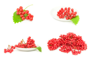 Collage of branch of red viburnum berries  on a white background cutout