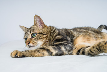 Obraz na płótnie Canvas Beautiful short hair cat lying on the bed at home