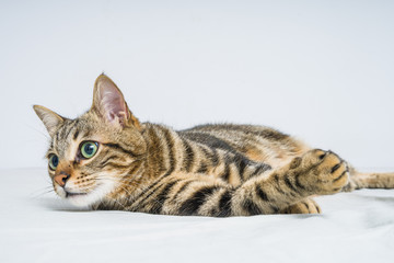 Beautiful short hair cat lying on the bed at home