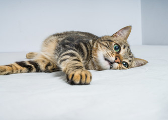 Beautiful short hair cat lying on the bed at home