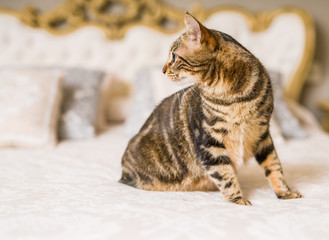 Beautiful short hair cat lying on the bed at home