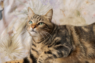 Beautiful short hair cat lying on the bed at home