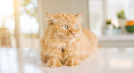 Beautiful ginger long hair cat lying on kitchen table on a sunny day at home
