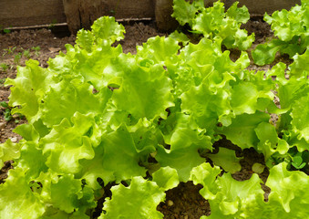 Fresh young leaves of green lettuce salad growing in soil in garden. Young salad lettuce growing outdoors in vegetable garden, closeup.