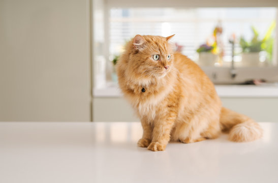 Beautiful ginger long hair cat lying on kitchen table on a sunny day at home