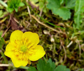 Fototapeta premium Close up of a Common Buttercup yellow flowers on green grass background. Ranunculus acris (meadow buttercup, tall buttercup, giant buttercup). Belarus, Grodno gardens.
