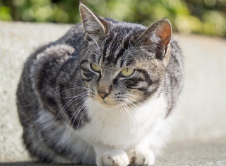 Obraz premium 三毛猫 野良猫 