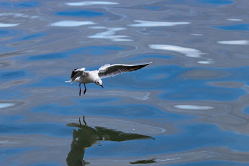 seagull in flight
