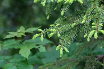 Green pine branch in the coniferous forest