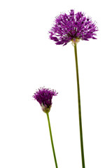 Aufbl&uuml;hender Zierlauch vor wei&szlig;em Hintergrund